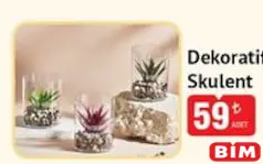 DEKORATİF SKULENT fiyat ve kampanya bilgisi